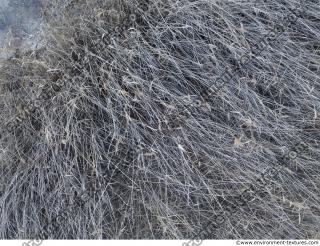 Photo Textures of Ground Grass Dead